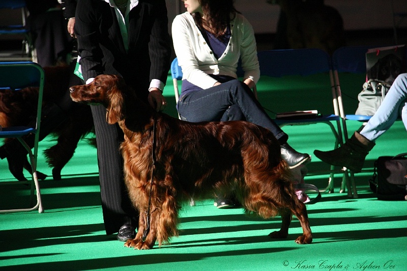 Crufts2011 020.jpg